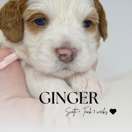Ginger - Red female Bernedoodle puppy in Syracuse, Utah from Redrockbernedoodles