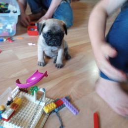 Masha - Fawn female Pug puppy in Woodbury, Minnesota from Heartville Pugs