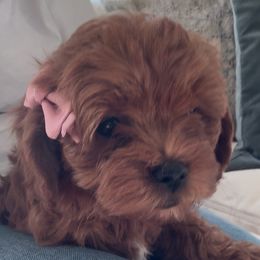 Brown Collar - Red Cavapoo puppy in Torrance, California from SoCal Cavapoo's