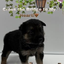 Mr. Brown - Black and tan male German Shepherd puppy in Granite City, Illinois from Devon Rugerio's German Shepherds