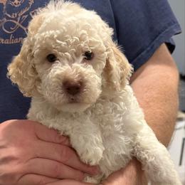 Cornbread - White male Lagotto Romagnolo puppy in Chicago, Illinois from Midwest Lagotto Romagnolo