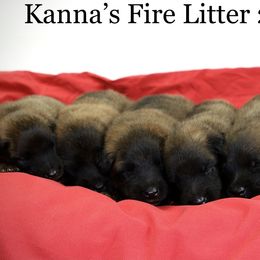 Belgian Tervuren Puppies from Kanna Belgian Tervuren