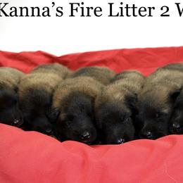 Belgian Tervuren Puppies from Kanna Belgian Tervuren