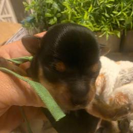 Jager (Green) - Black and tan male Yorkshire Terrier puppy in Fayetteville, Tennessee from Mina's Yorkies