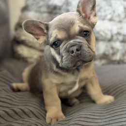 French Bulldog Puppies from Cert. Frenchies