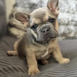 French Bulldog Puppies from Cert. Frenchies