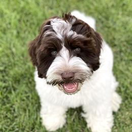 Australian Labradoodle Puppies from Grand Peaks Labradoodles