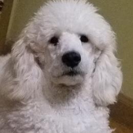 Poodle Puppies from Standard Hearts