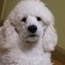 Poodle Puppies from Standard Hearts