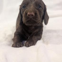 Chestnut - Chocolate male Dachshund puppy in San Diego, California from Sweetheart Doxies LLC