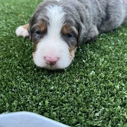 Bernedoodle Puppies from Bernedoodle Love Puppies
