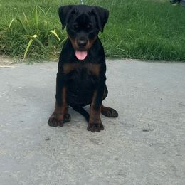 Caprice Von knight enterprise - Black and mahogany Rottweiler puppy in Jeffersonville, Indiana from Rottweiler von knight enterprise