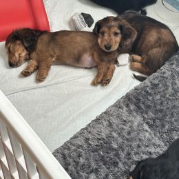 Dachshund Puppies from Simply Southern Doxies