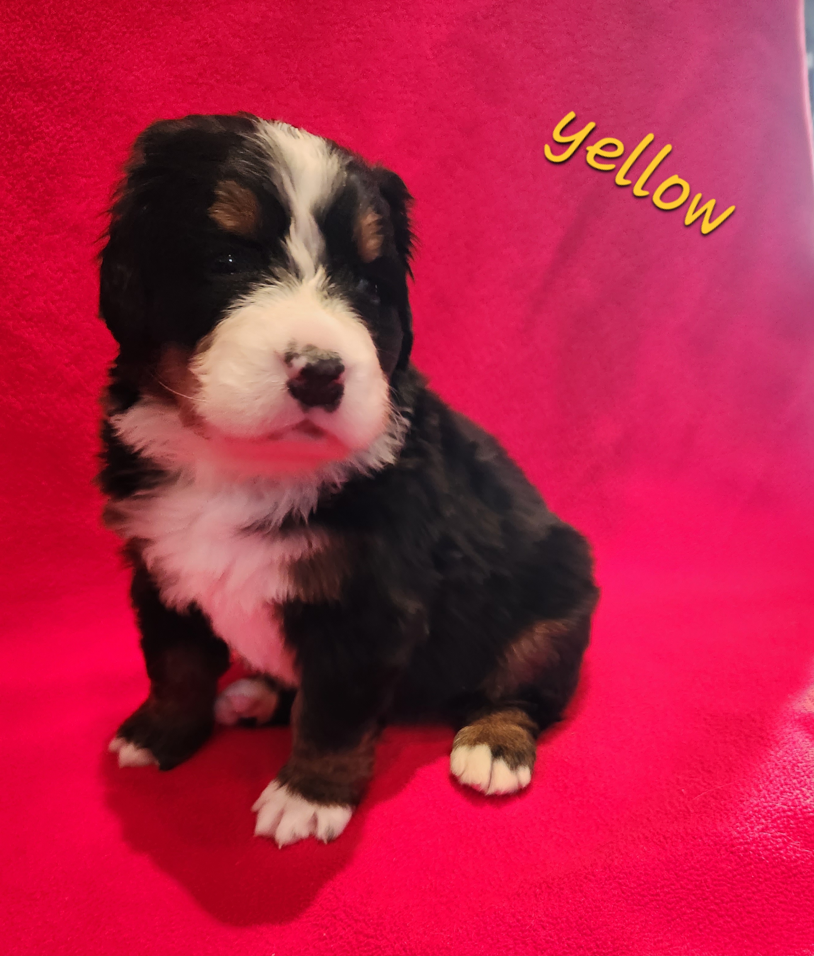 Girl 3 - Black rust and white Bernese Mountain Dog puppy in New Jersey from MadKnight Farms Bernese