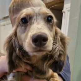 Mylie - Dachshund