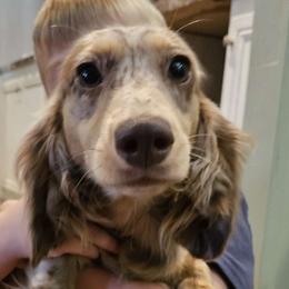 Mylie - Dachshund
