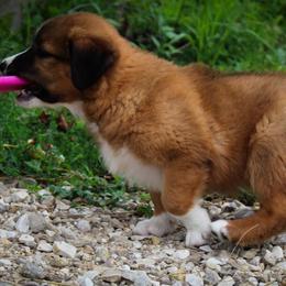 English Shepherd Puppies from Town & Country English Shepherds