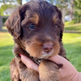 Arches - Tri-color male Bernedoodle puppy in Draper, Utah from Salt City Farm