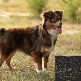 Oliver - Toy Australian Shepherd