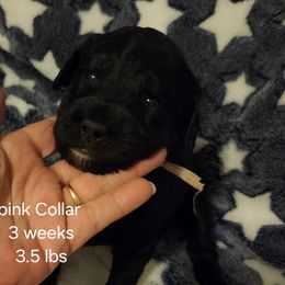 Pink collar Ella - Black and white female Bernedoodle puppy in Fairmount, Indiana from Capens' Doodles,Poodles and Poo's