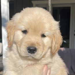 Goldendoodle and Golden Retriever Puppies from Valley of the Sun Breeders