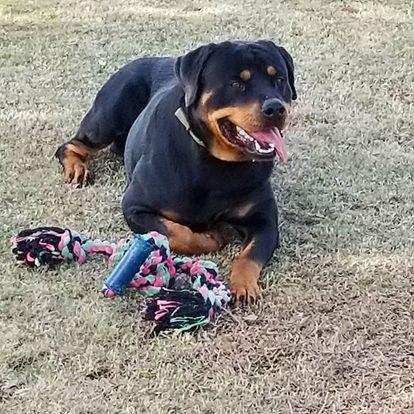 Iron Duke Brown in Georgia | Rottweiler puppies | Good Dog
