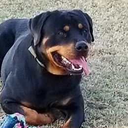Rottweilers from Iron Duke Brown