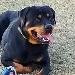 Rottweilers from Iron Duke Brown