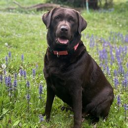 Ember - Dilute Retriever