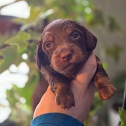 Hershey - Chocolate and tan male Dachshund puppy in Windom, Minnesota from Wyrmhund Dachshunds