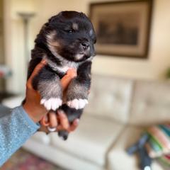 Orange Girl - Black female Finnish Lapphund puppy in Redding, California from AlpenGlō Kennels