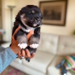 Orange Girl - Black female Finnish Lapphund puppy in Redding, California from AlpenGlō Kennels