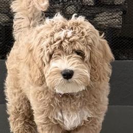Goldendoodles and Golden Mountain Doodles from Howard Hills Doodles