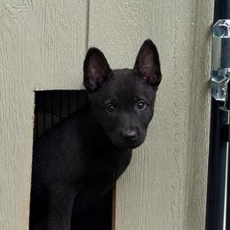 Dark Brindle Female European Malinois - Black female Belgian Malinois puppy in Irmo, South Carolina from Kaizen von Ruach Malinois