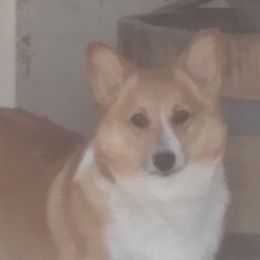 Tara - Pembroke Welsh Corgi