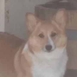 Tara - Pembroke Welsh Corgi