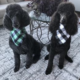 Havanese and Poodles from Ali-Ann Standard Poodles
