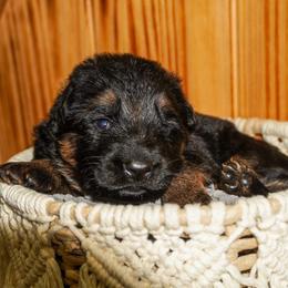 Lavender - Black and red female German Shepherd puppy in Howell, Michigan from Sheyenne’s Shepherds