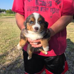 Boy Merle - Blue merle male Toy Australian Shepherd puppy in Forney, Texas from Texas Talent Toy Aussie's and Labs