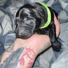 Light Green Black Collar Female - May - Black female German Shepherd puppy in Adelanto, California from Würdighaus Kennels