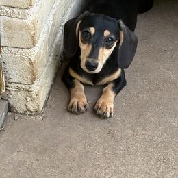 Dachshund puppies from Brit’s Doxie Crossing