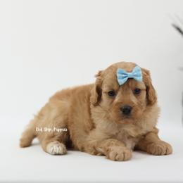 Duchess (Light Blue Collar Female) - Apricot female Cavapoo puppy in Republic, Missouri from Red Skye Puppies