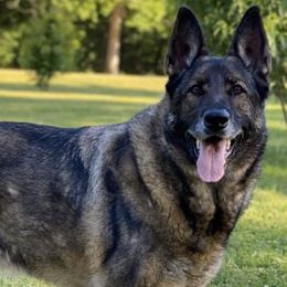 German Shepherds from Varju German Shepherds