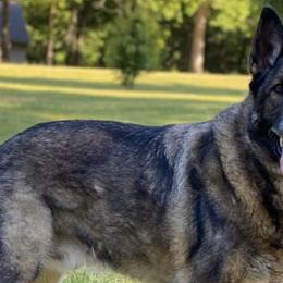 German Shepherds from Varju German Shepherds