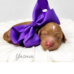 Yasmin - Red  female Goldendoodle puppy in State Road, North Carolina from Must Love Doodles