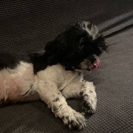 Cruella - Shih Tzu