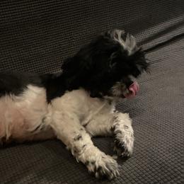 Cruella - Shih Tzu