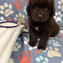 Agatha - Brown female Newfoundland puppy in Silver Creek, New York from Boo N’ Bubs Newfoundlands