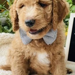 Goldendoodles from Ruby’s Goldendoodles