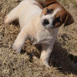 General - White and tan male Russell Terrier puppy in Oklahoma from Elite Russell Terriers